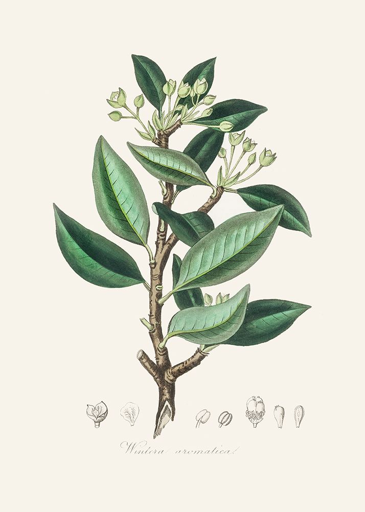 Wintera Aromatica Medical Botany art print by John Stephenson for $57.95 CAD