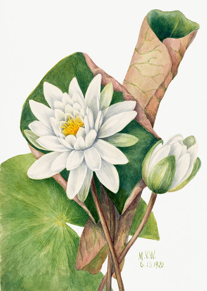 American Waterlily (1920) art print by Mary Walcott for $57.95 CAD