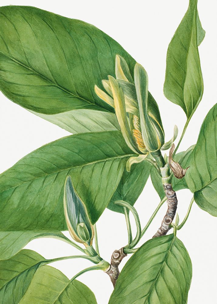 Cucumbertree 1922 art print by Mary Vaux Walcott for $57.95 CAD