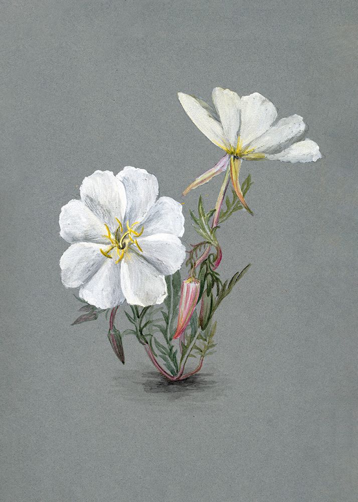 Giant Helleborine (1880) art print by Mary Vaux Walcott for $57.95 CAD