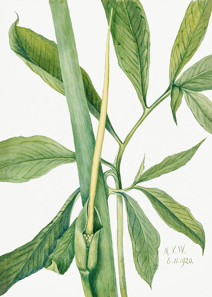 Greendragon (1920) art print by Mary Vaux Walcott for $57.95 CAD