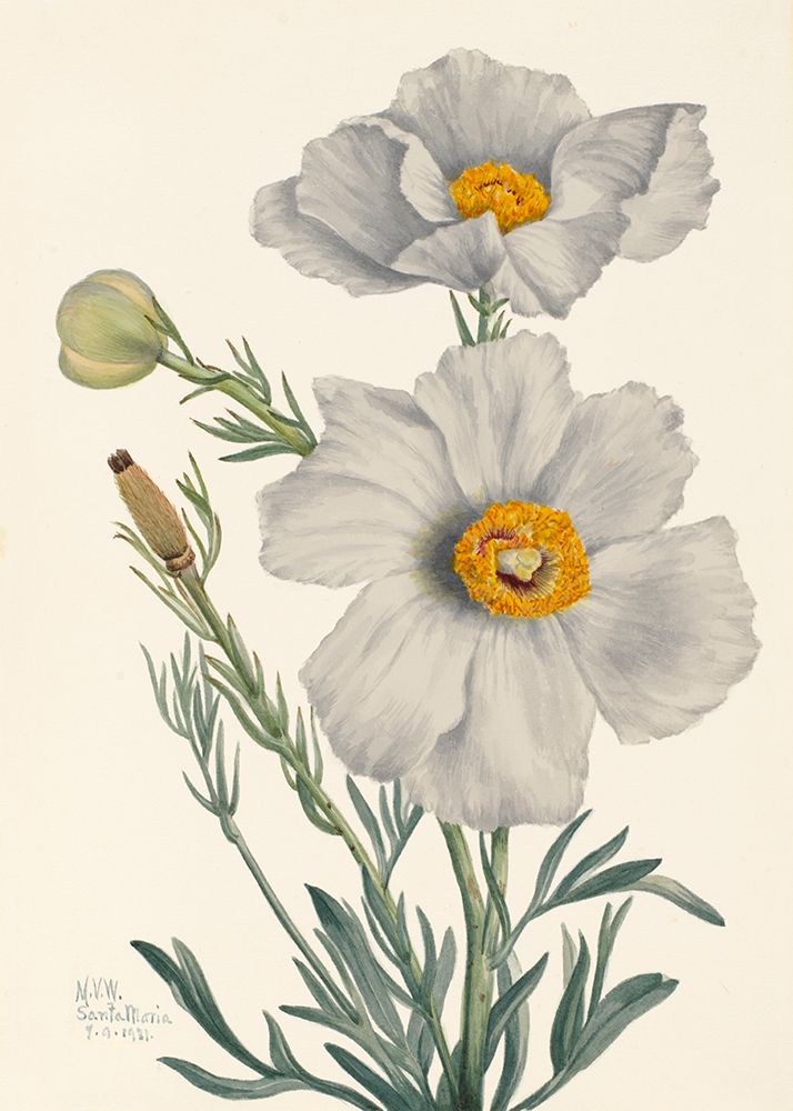 Matilija Poppy art print by Mary Vaux Walcott for $57.95 CAD