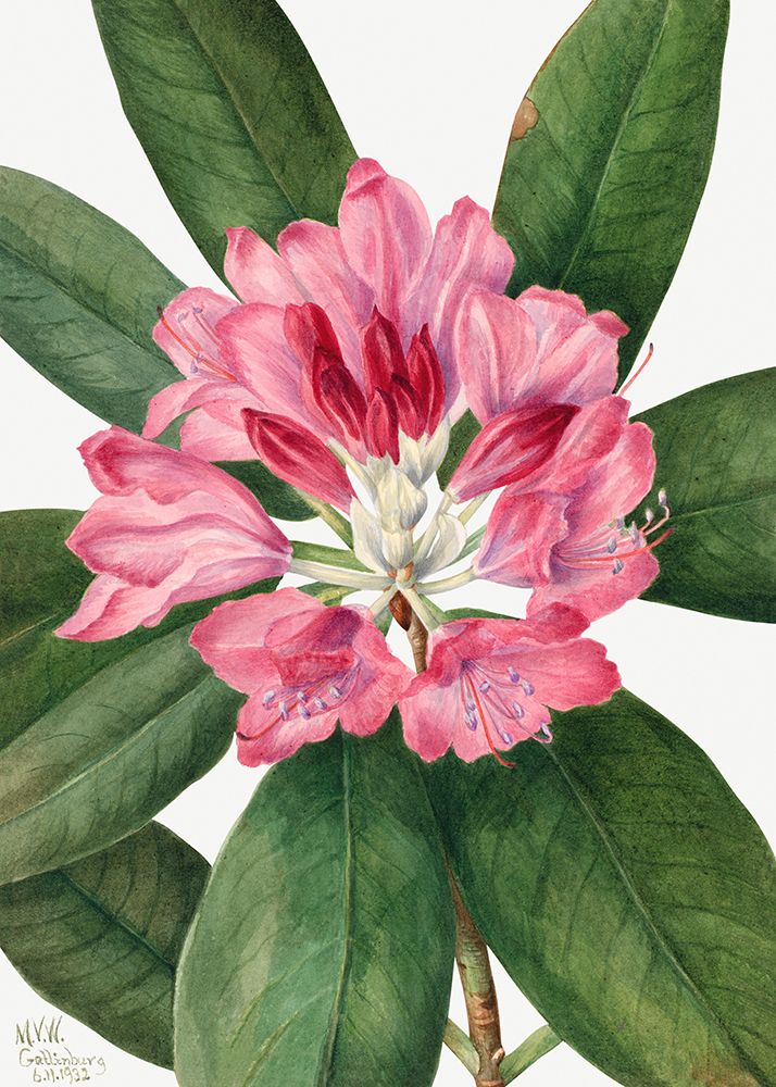 Mountain Rose Bay (1932) art print by Mary Vaux Walcott for $57.95 CAD