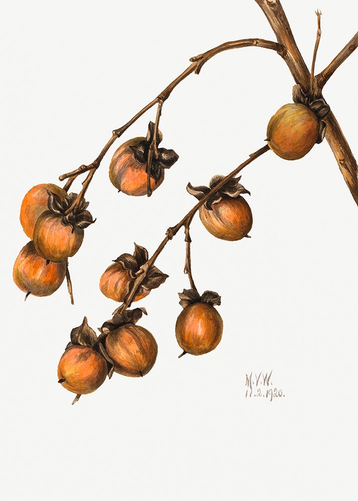 Persimmon (1920) art print by Mary Walcott for $57.95 CAD
