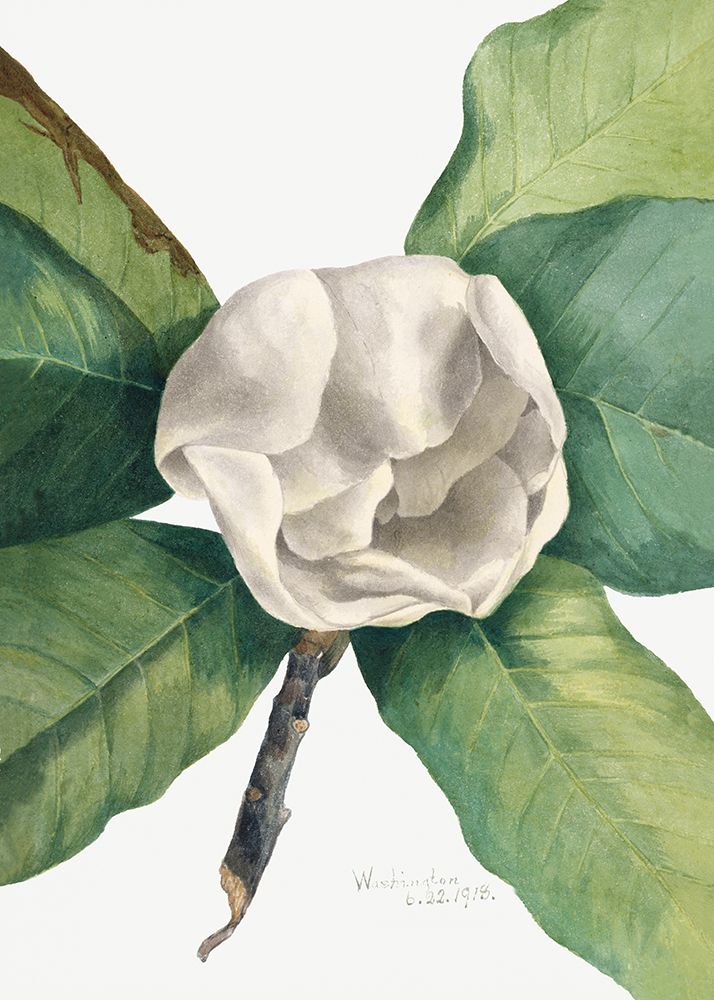 Southern Magnolia (1918) art print by Mary Walcott for $57.95 CAD
