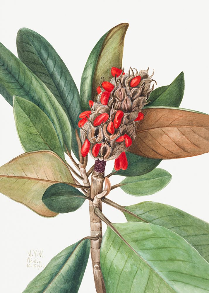 Southern Magnolia (1923) art print by Mary Vaux Walcott for $57.95 CAD