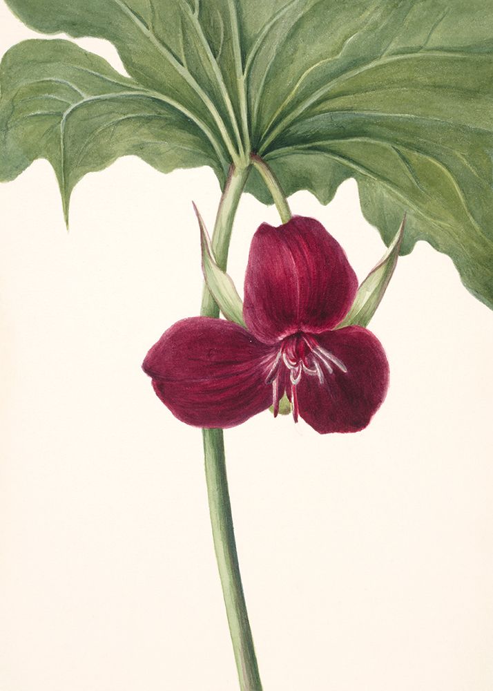 Sweet Trillium art print by Mary Walcott for $57.95 CAD