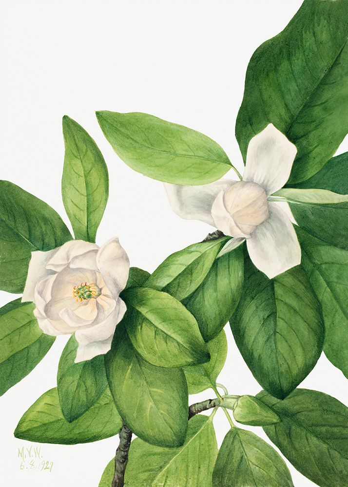 Sweetbay (1927) art print by Mary Walcott for $57.95 CAD