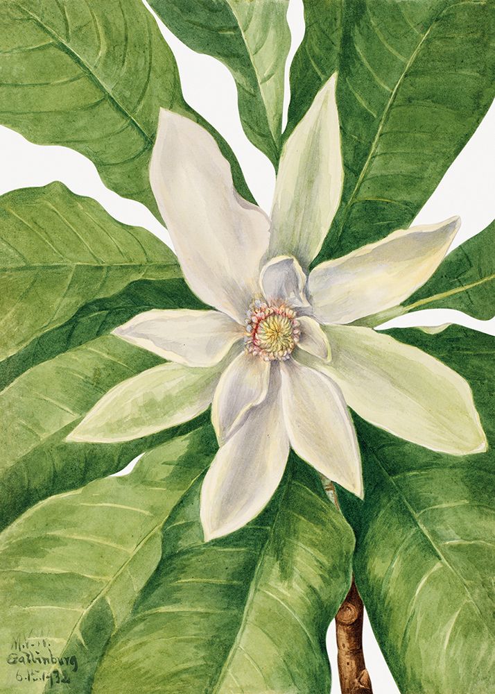 Umbrella Tree (1932) art print by Mary Walcott for $57.95 CAD
