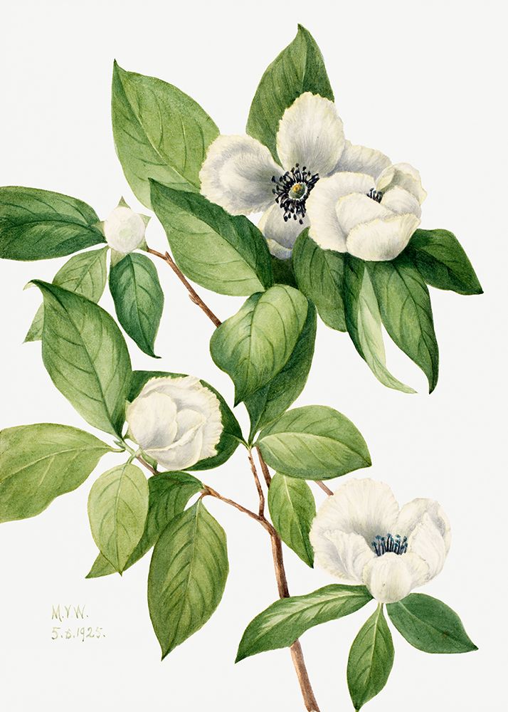 Virginia Stewartia (1925) art print by Mary Vaux Walcott for $57.95 CAD