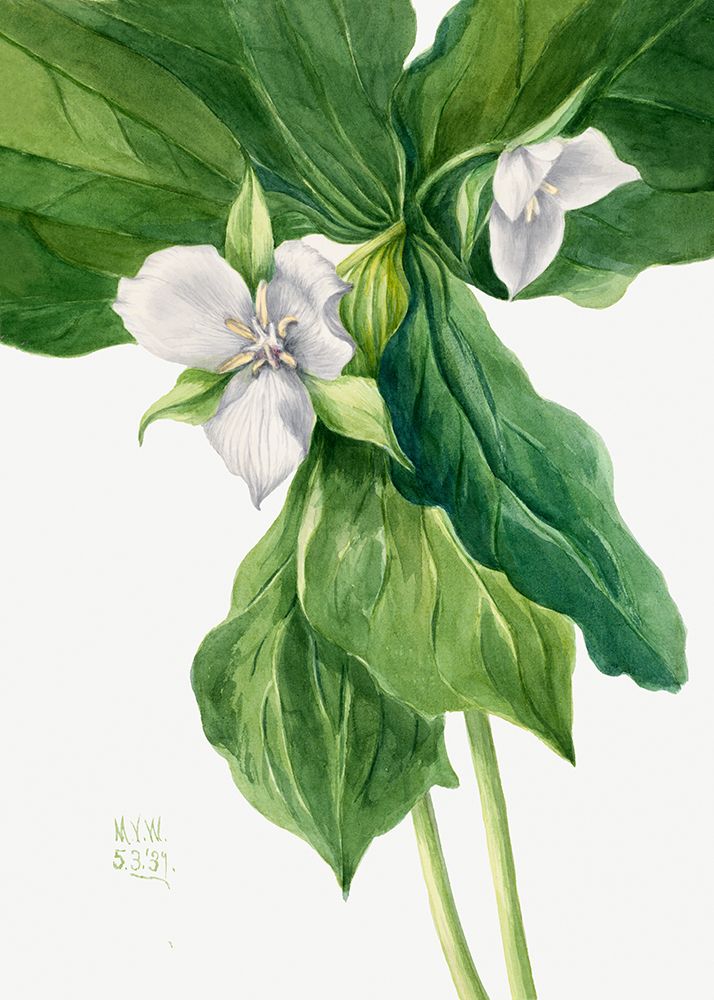 Wake Robin (1939) art print by Mary Vaux Walcott for $57.95 CAD