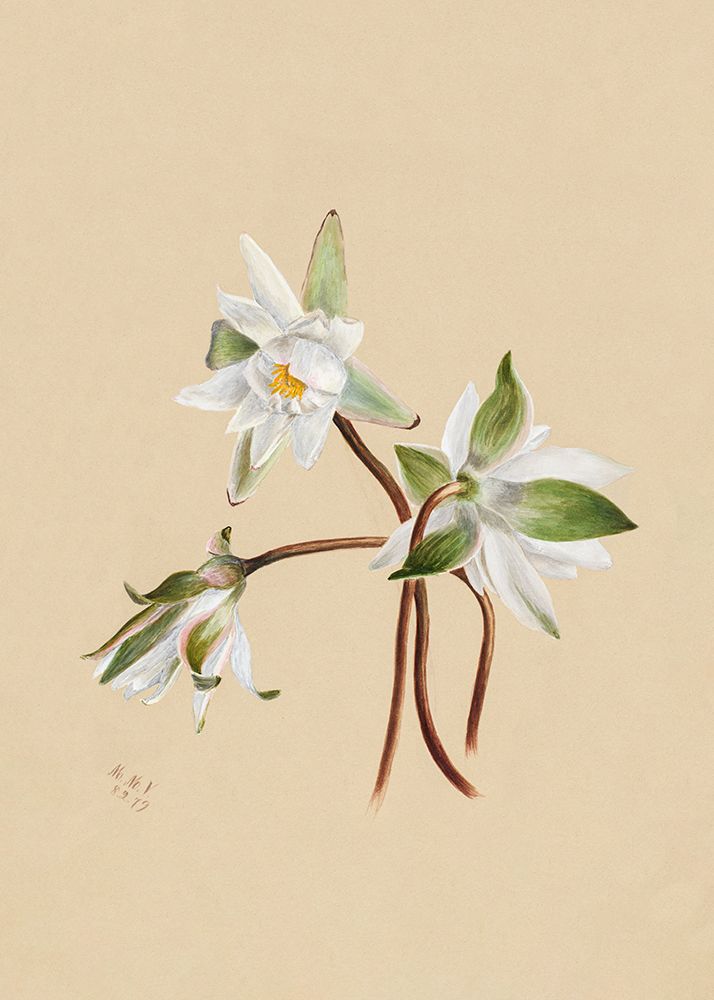Water Lilies (1879) art print by Mary Vaux Walcott for $57.95 CAD