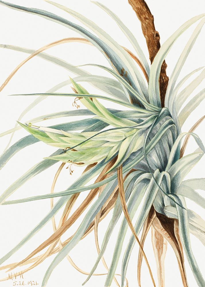 Wild Pineapple (1921) art print by Mary Walcott for $57.95 CAD