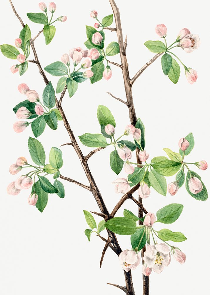 Wild Sweet Crab (1920) art print by Mary Vaux Walcott for $57.95 CAD