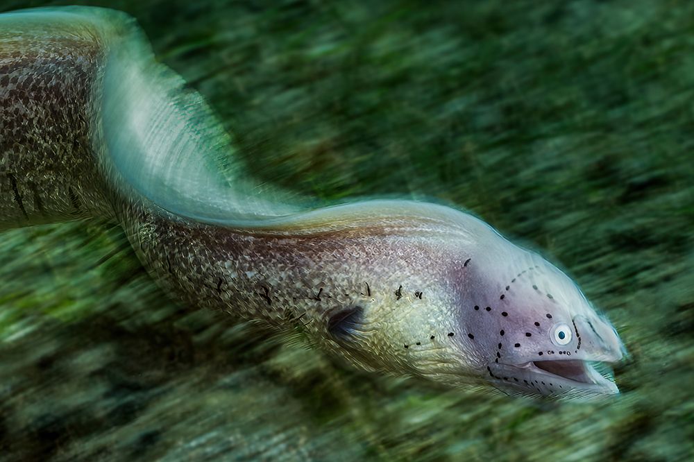 Moray eel art print by Serge Melesan for $57.95 CAD