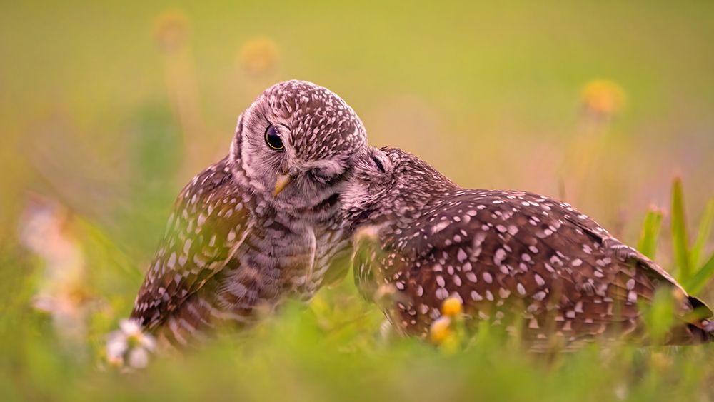 Affection by John Fan