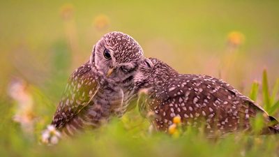 Affection by John Fan