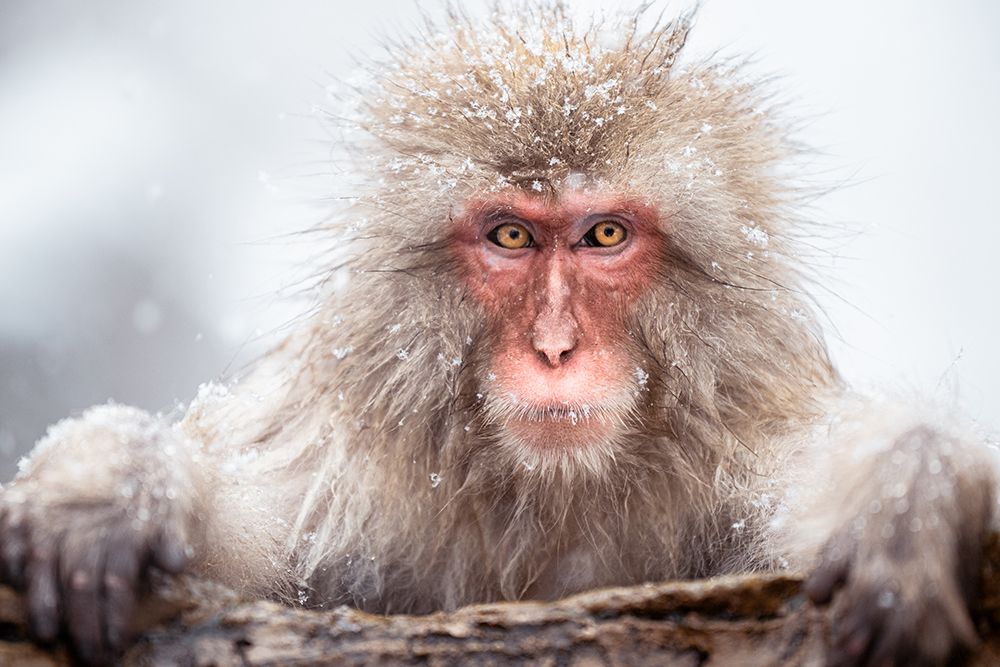 A Snow Monkey art print by Chao Feng for $57.95 CAD