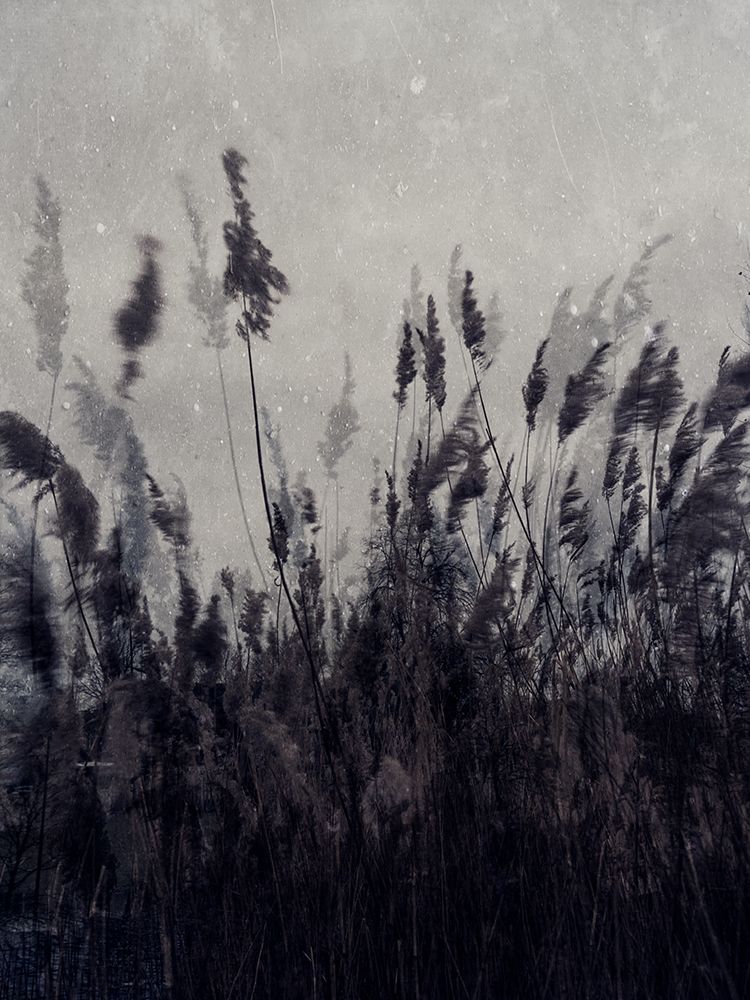 Dancing grass 2 art print by Imaginative for $57.95 CAD