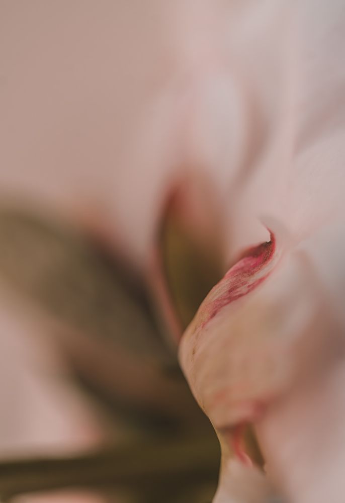 Blossoming No. 1 art print by Courtney Crane for $57.95 CAD