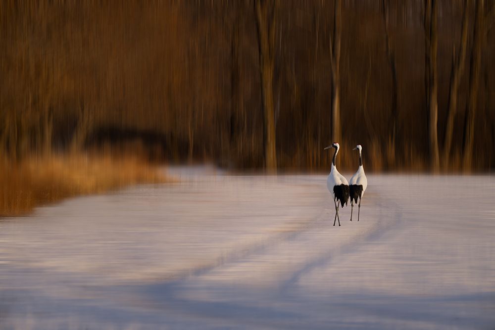 Walk in Dusk art print by Chao Feng for $57.95 CAD