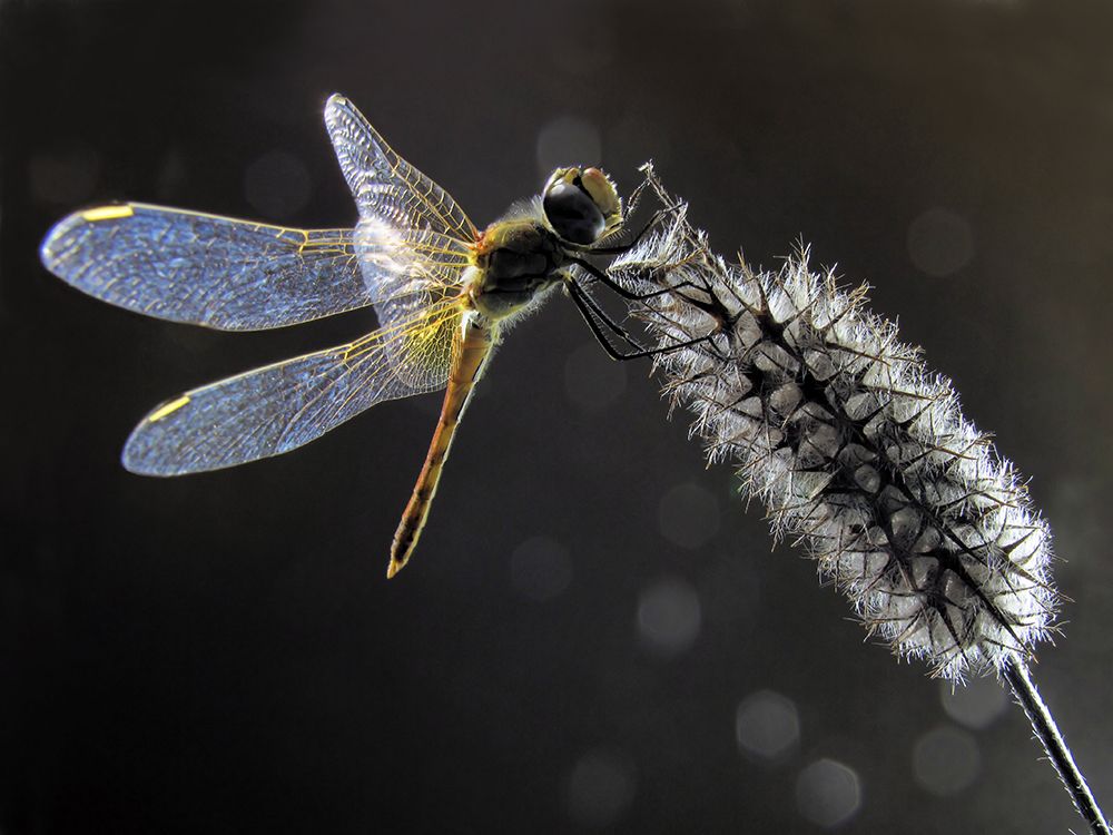 Dragonfly art print by Jimmy Hoffman for $57.95 CAD
