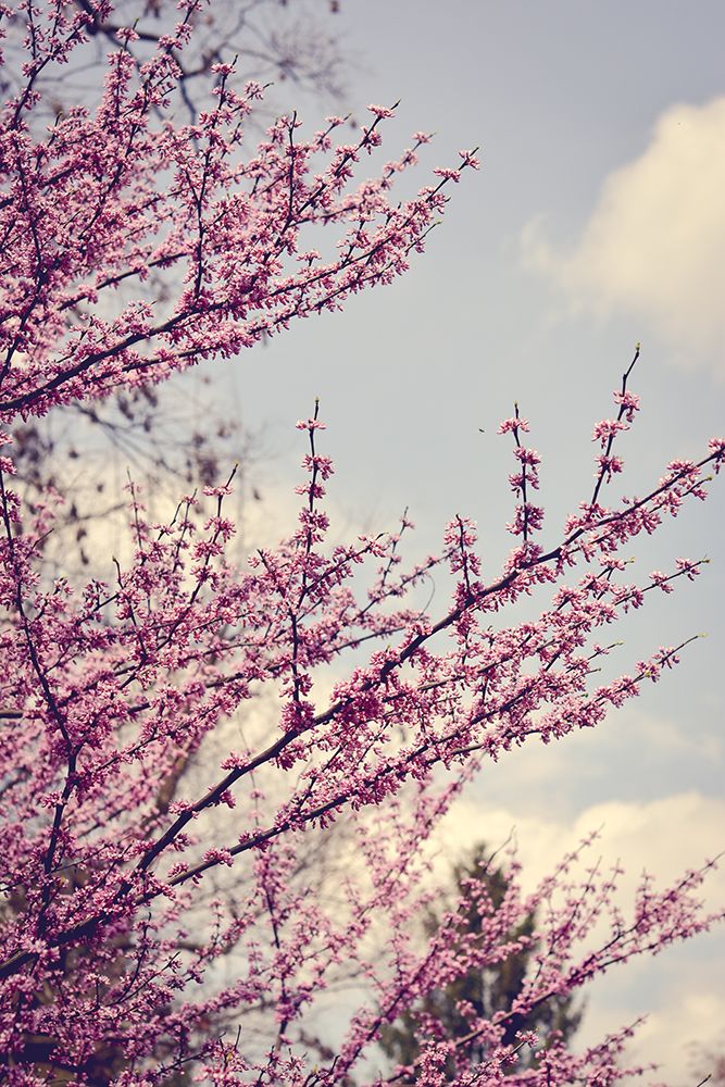 spring photograph no. 18 art print by Olivia Joy St. Claire for $57.95 CAD