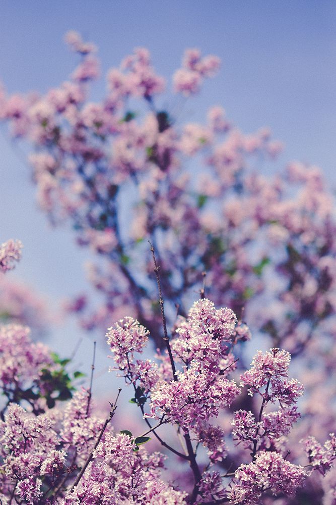 spring lilac flowers and blue sky art print by Olivia Joy St. Claire for $57.95 CAD