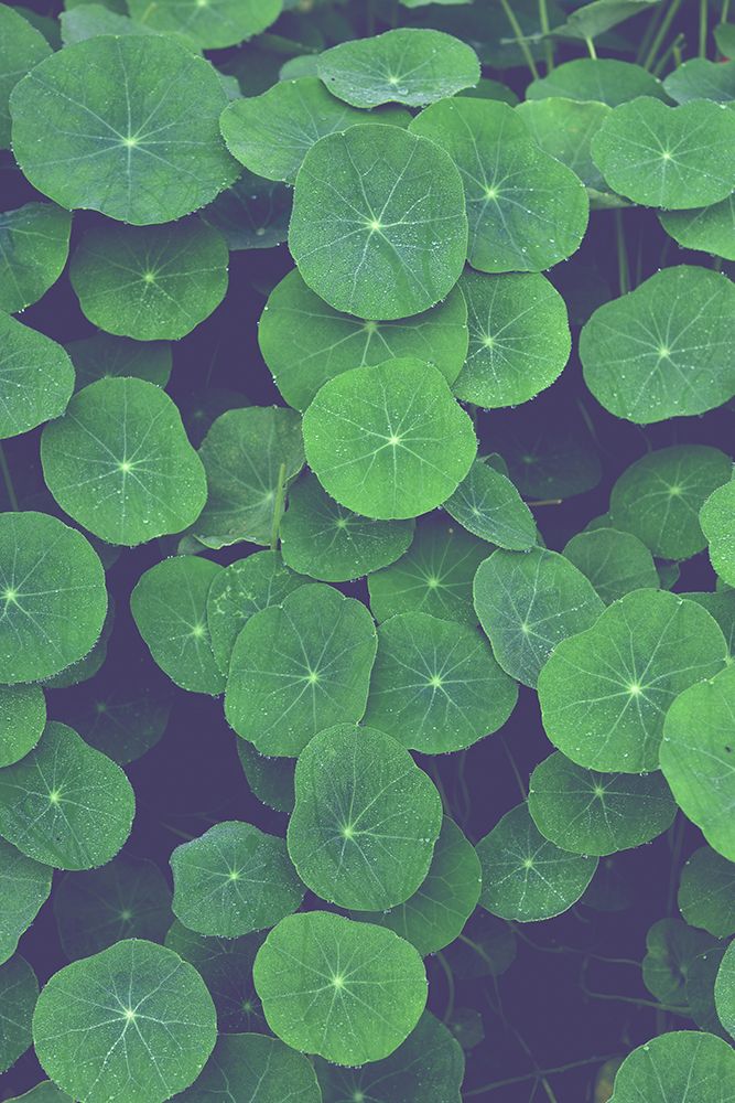 Nasturtium Leaves art print by Olivia Joy St. Claire for $57.95 CAD