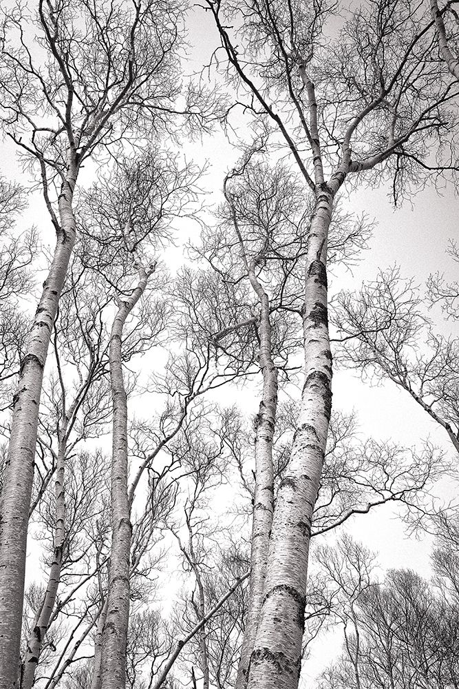 birch trees art print by Olivia Joy St. Claire for $57.95 CAD