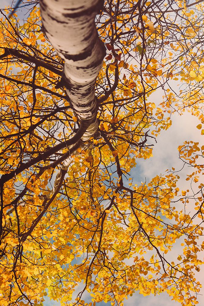 trees became clothed in golden leaves art print by Olivia Joy St. Claire for $57.95 CAD