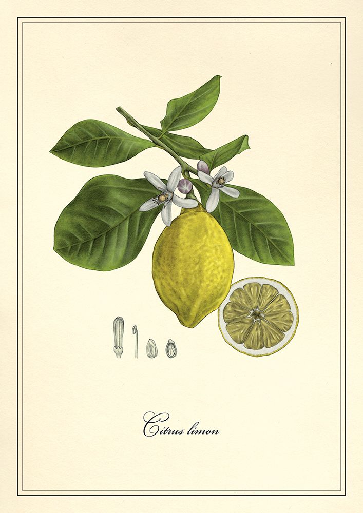 Lemon art print by Giulia Borsi for $57.95 CAD