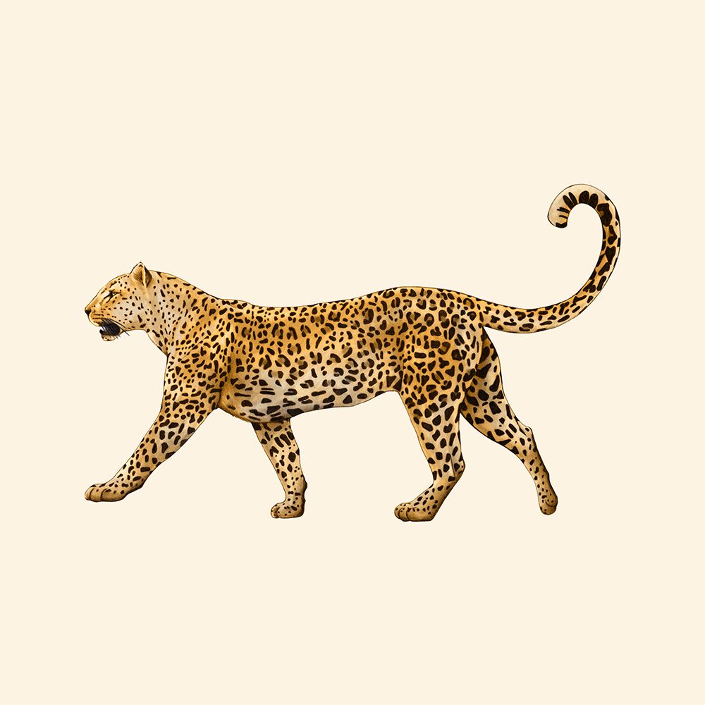 Leopard art print by Giulia Borsi for $57.95 CAD