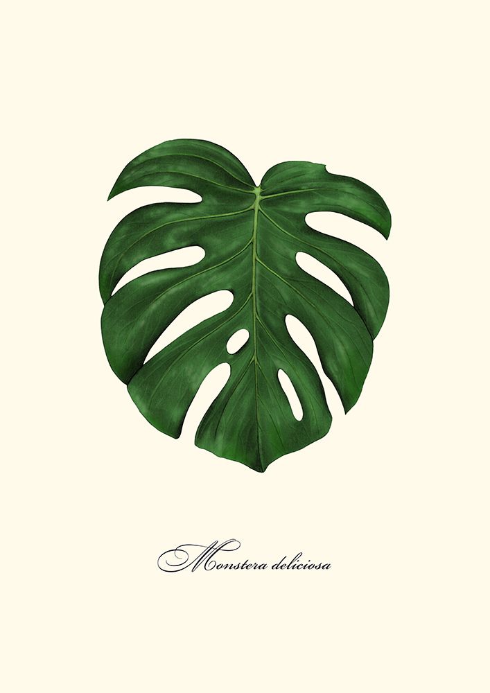 Monstera art print by Giulia Borsi for $57.95 CAD