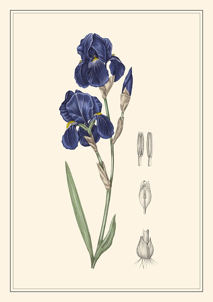 Iris art print by Giulia Borsi for $57.95 CAD