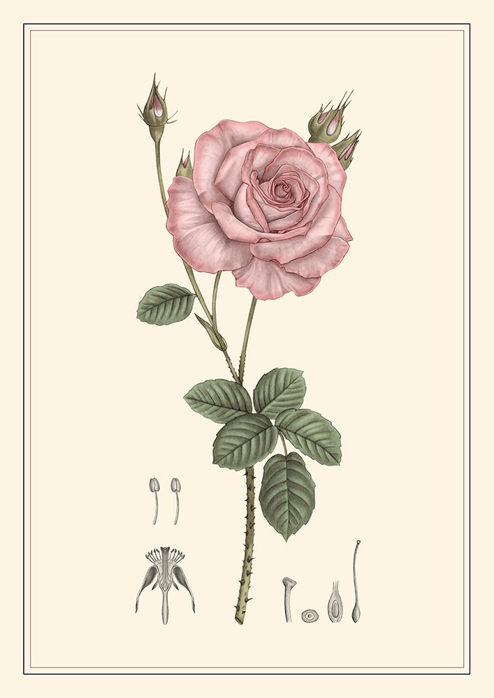 Rose art print by Giulia Borsi for $57.95 CAD