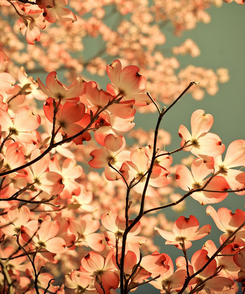 spring arrived with pink flowers art print by Olivia Joy St. Claire for $57.95 CAD