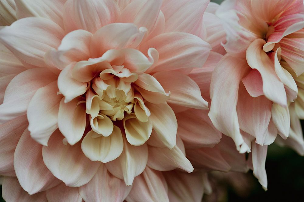 pink dahlia flowers art print by Olivia Joy St. Claire for $57.95 CAD