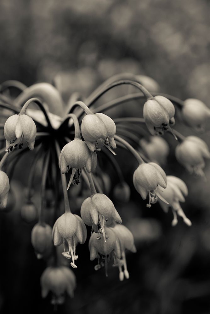 black and white botanical no. 9 art print by Olivia Joy St. Claire for $57.95 CAD