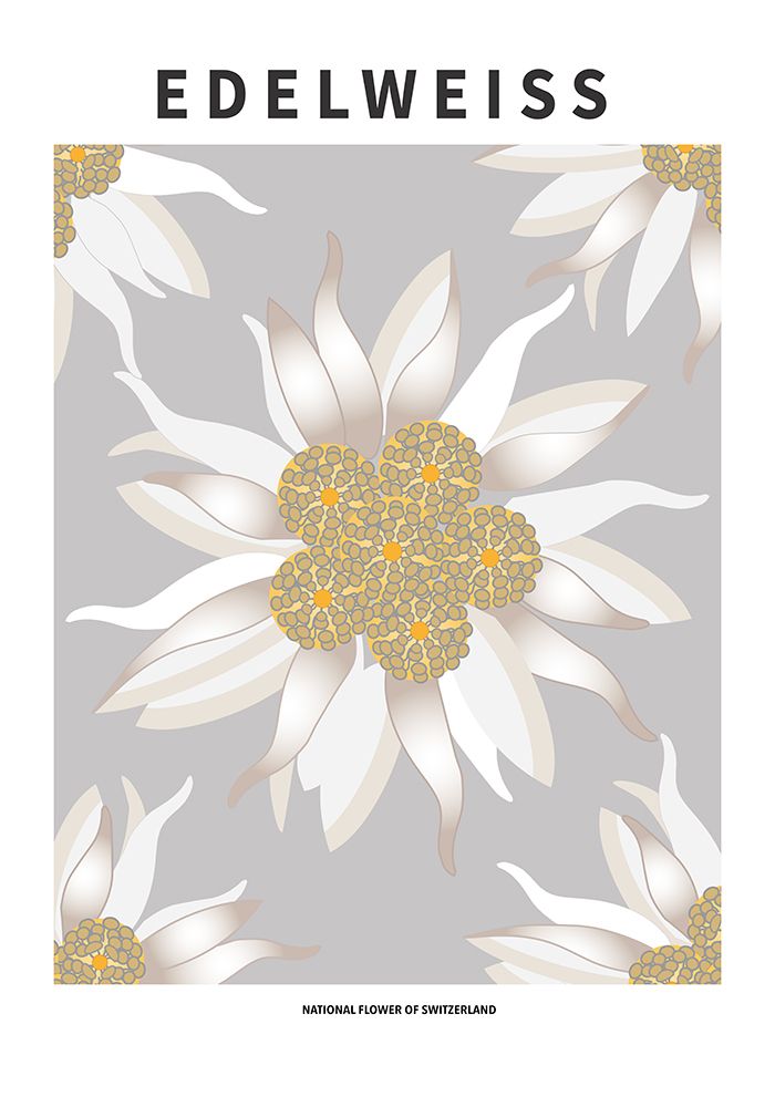 Edelweiss - National flower of Switzerland art print by Paperago for $57.95 CAD