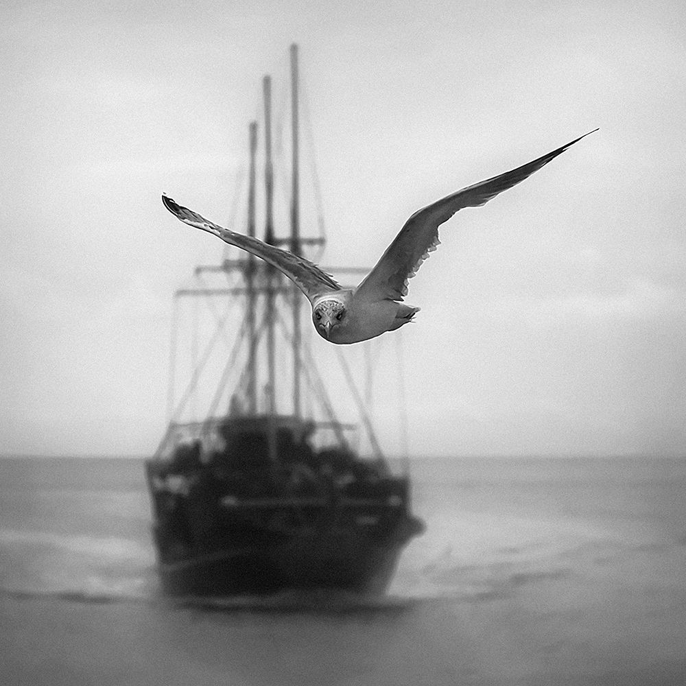 Seagull art print by Ileana Bosogea-Tudor for $57.95 CAD