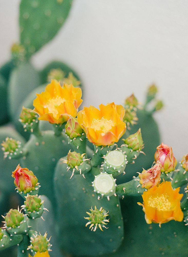 New Mexico Cactus III art print by Bethany Young for $57.95 CAD