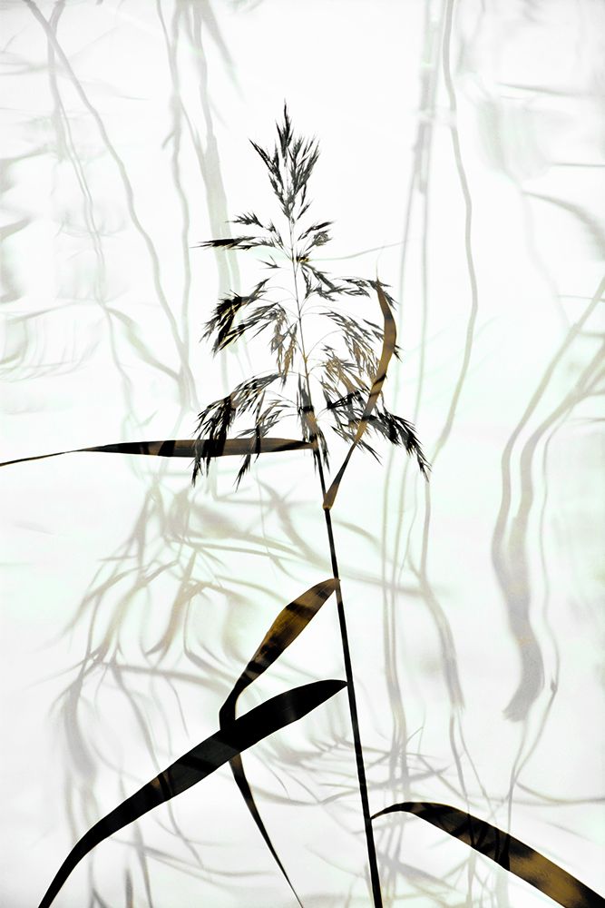 Reed art print by Christina Sillen for $57.95 CAD