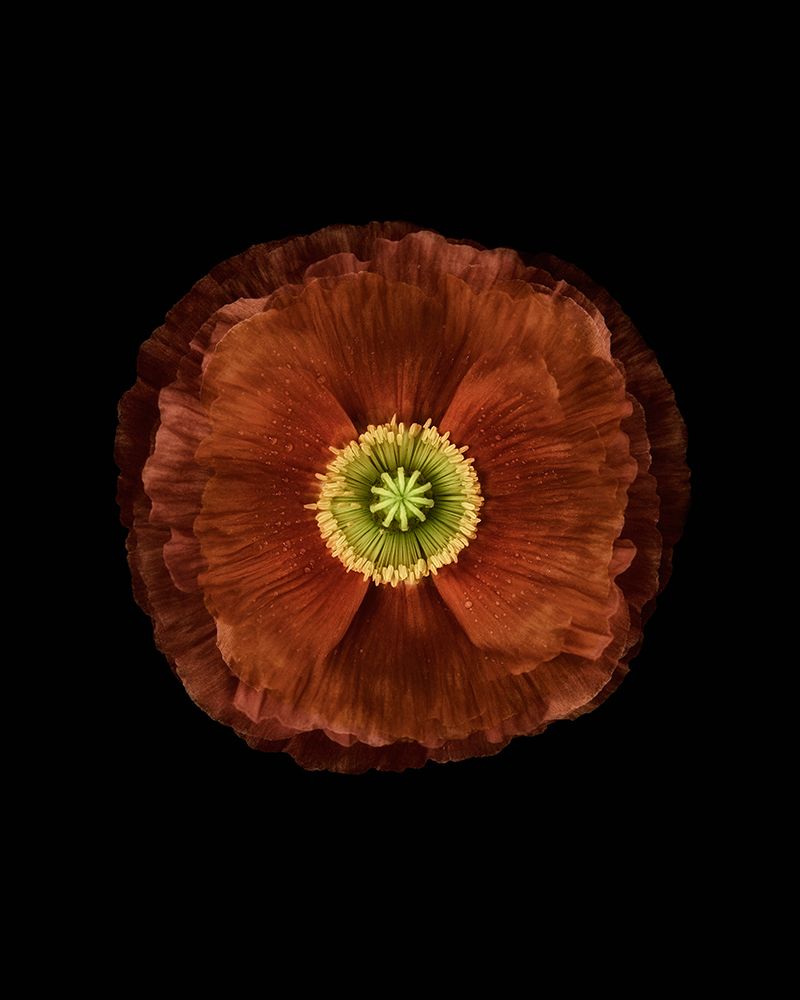 Poppy art print by Lotte Gronkjar for $57.95 CAD