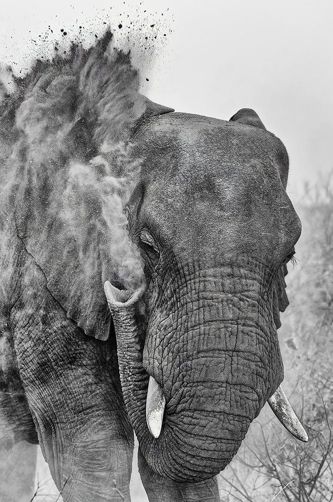 Dust bath art print by Robbie Prehn for $57.95 CAD