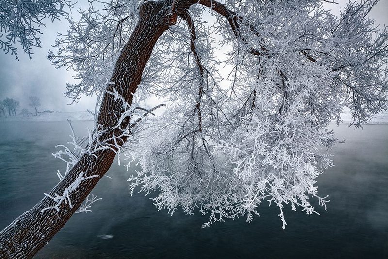 Frosted Winter Tree art print by UU for $57.95 CAD