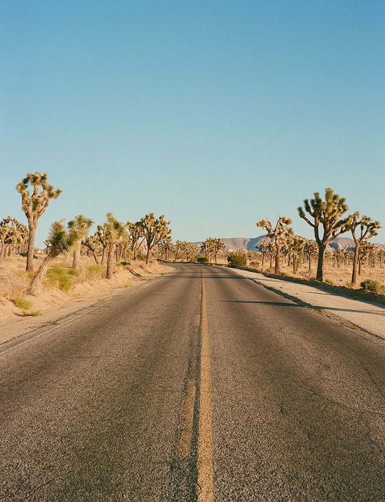 Joshua Tree Road II art print by Bethany Young for $57.95 CAD