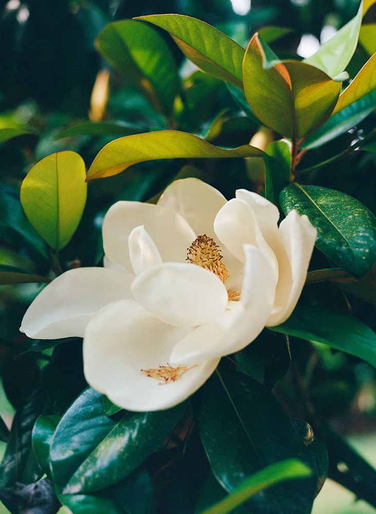 Magnolia Blooms art print by Bethany Young for $57.95 CAD