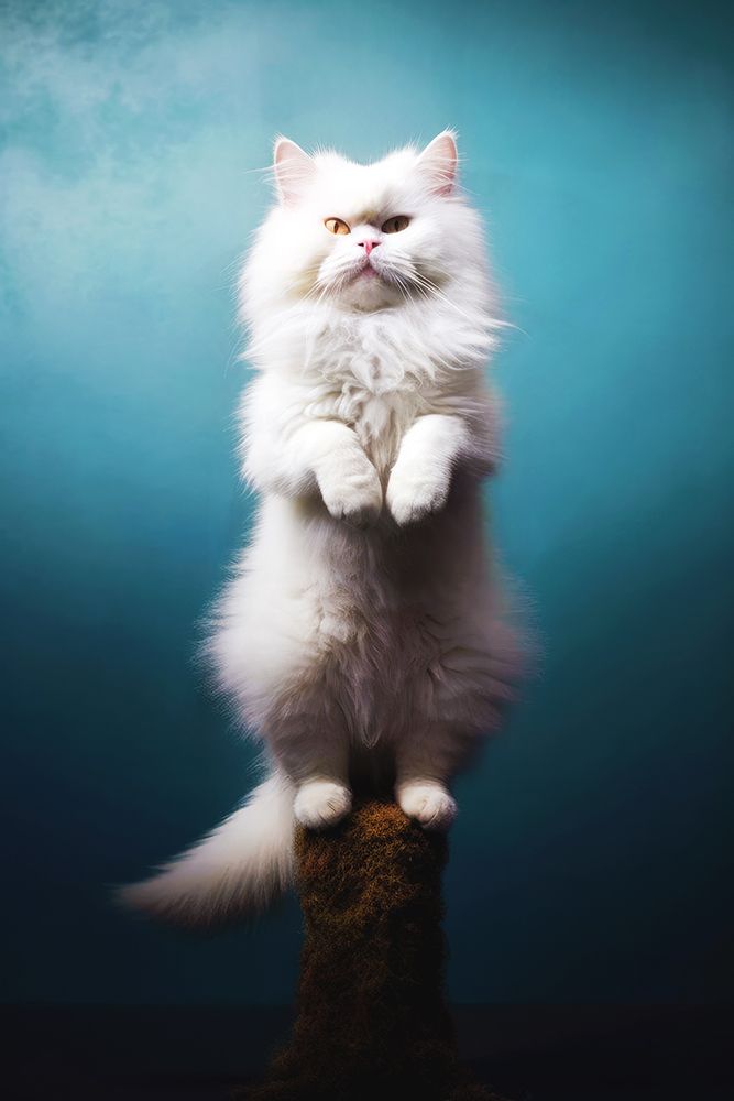 Cat yoga 8 art print by Justyna Jaszke for $57.95 CAD
