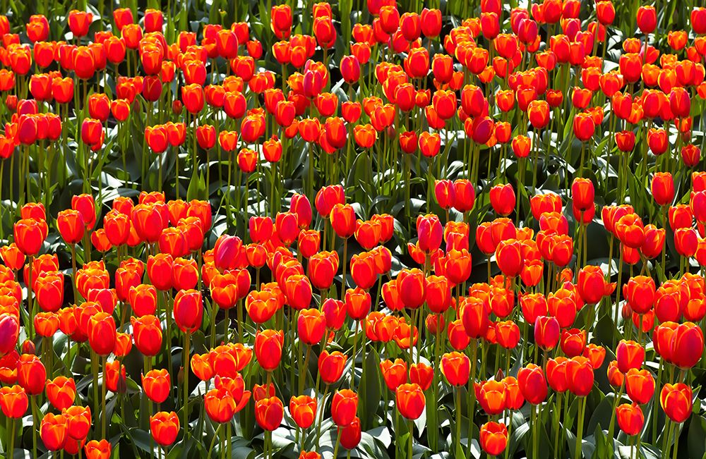 Red tulips art print by Geertjan Plooijer for $57.95 CAD